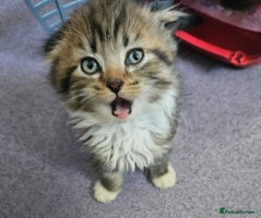 British Shorthair cats British short hair x Scottish fold - Advert 8