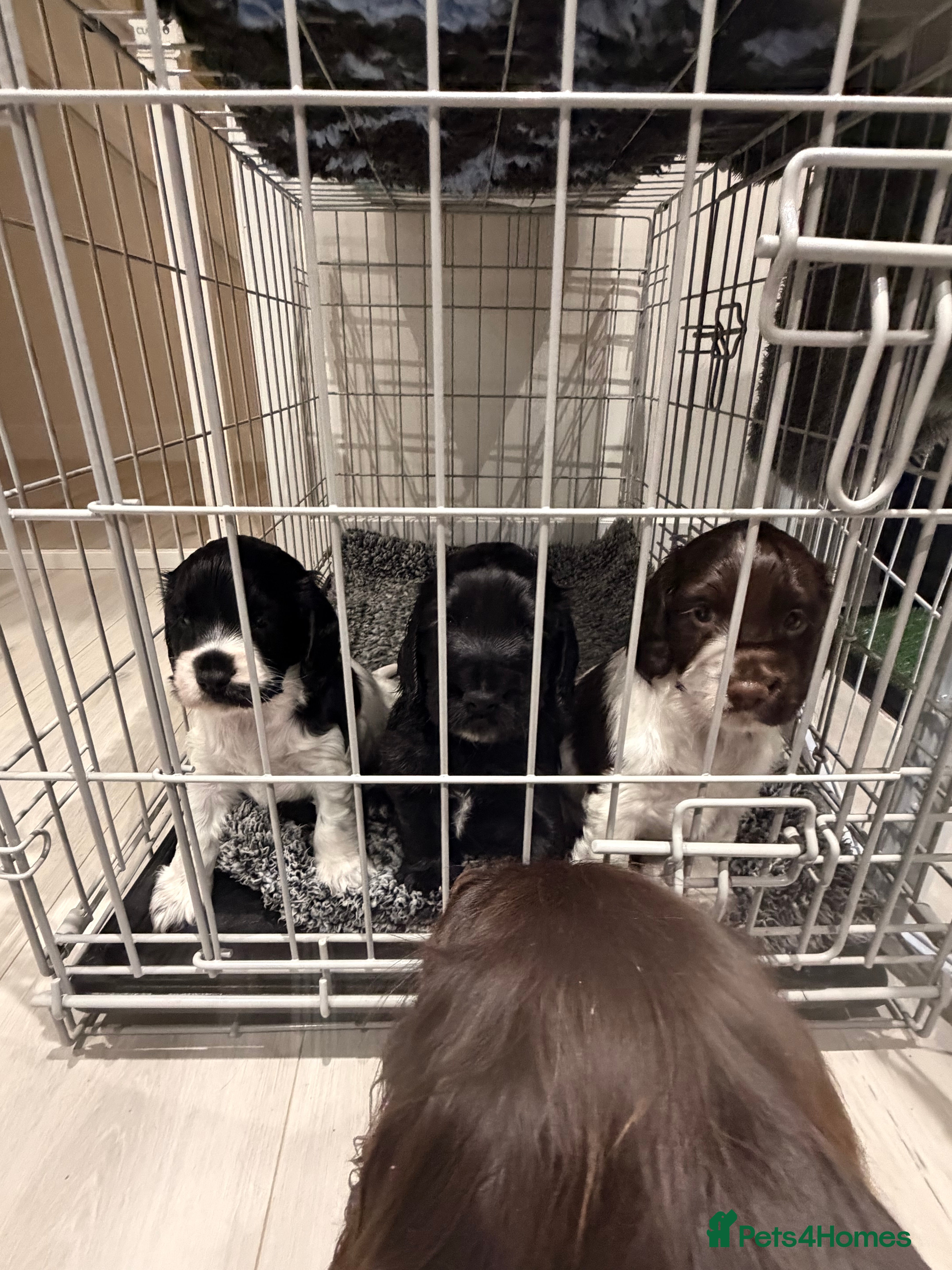 Cocker Spaniel dogs Beautiful Cocker Spaniel Puppies ✨ - Advert 10