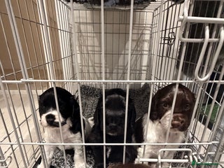 Cocker Spaniel dogs Beautiful Cocker Spaniel Puppies ✨ - Advert 10