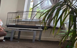 Budgerigars birds for sale: 2 budgies with cage - Image 4
