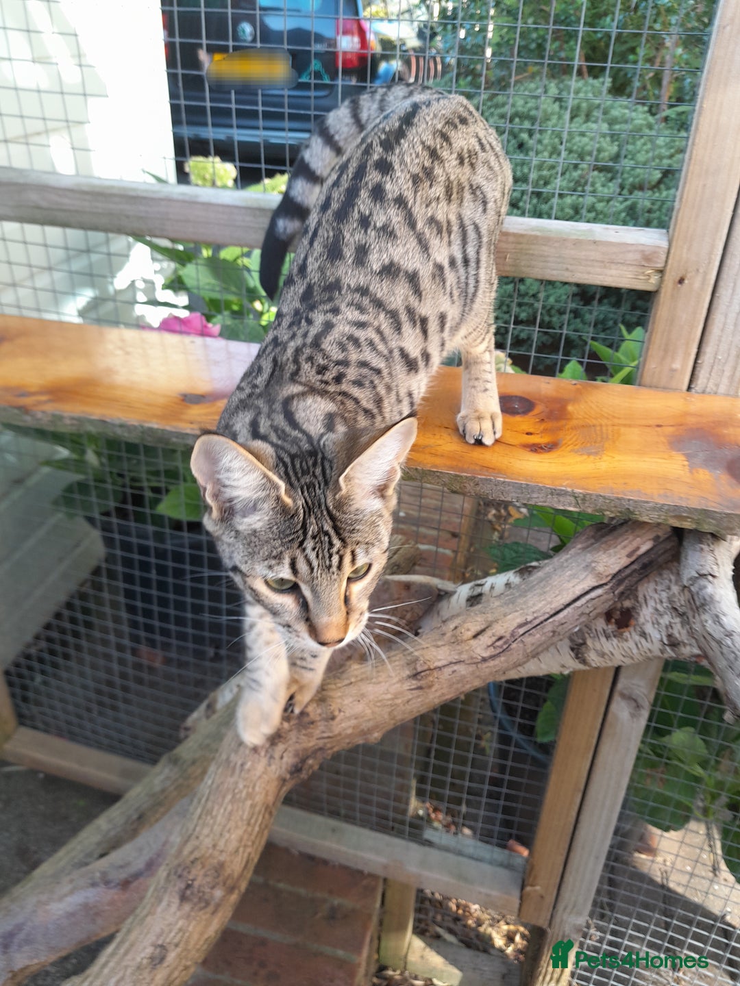 Savannah cats for sale: F5 Full Pedigree Tica Registered Girl Kitten - Image 5
