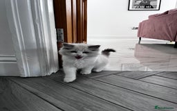 Ragdoll cats for sale: Ragoll Kitten - Image 3
