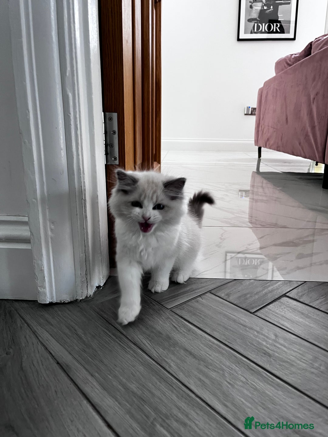 Ragdoll cats for sale: Ragoll Kitten - Image 3