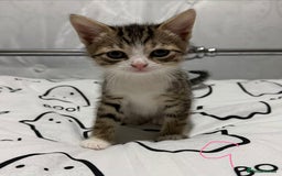 Mixed Breed cats for sale: 4 Gorgeous Tabby Kittens  - Image 4