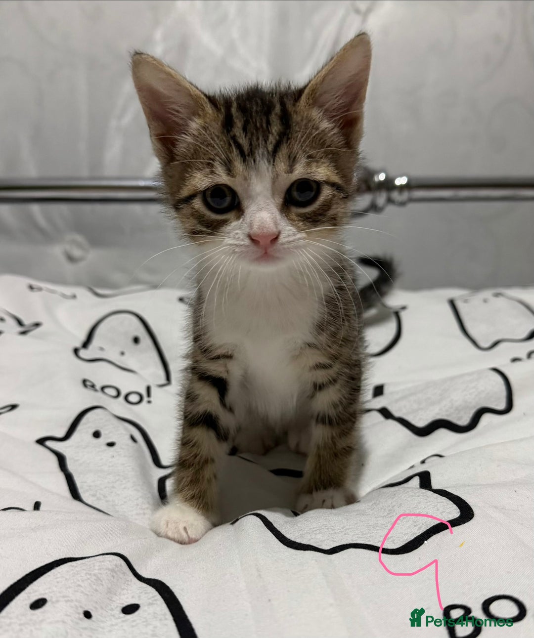 Mixed Breed cats for sale: 4 Gorgeous Tabby Kittens  - Image 4