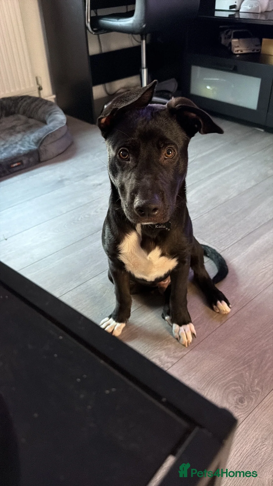 Mixed Breed dogs for sale: Labrador Cross - Advert 2