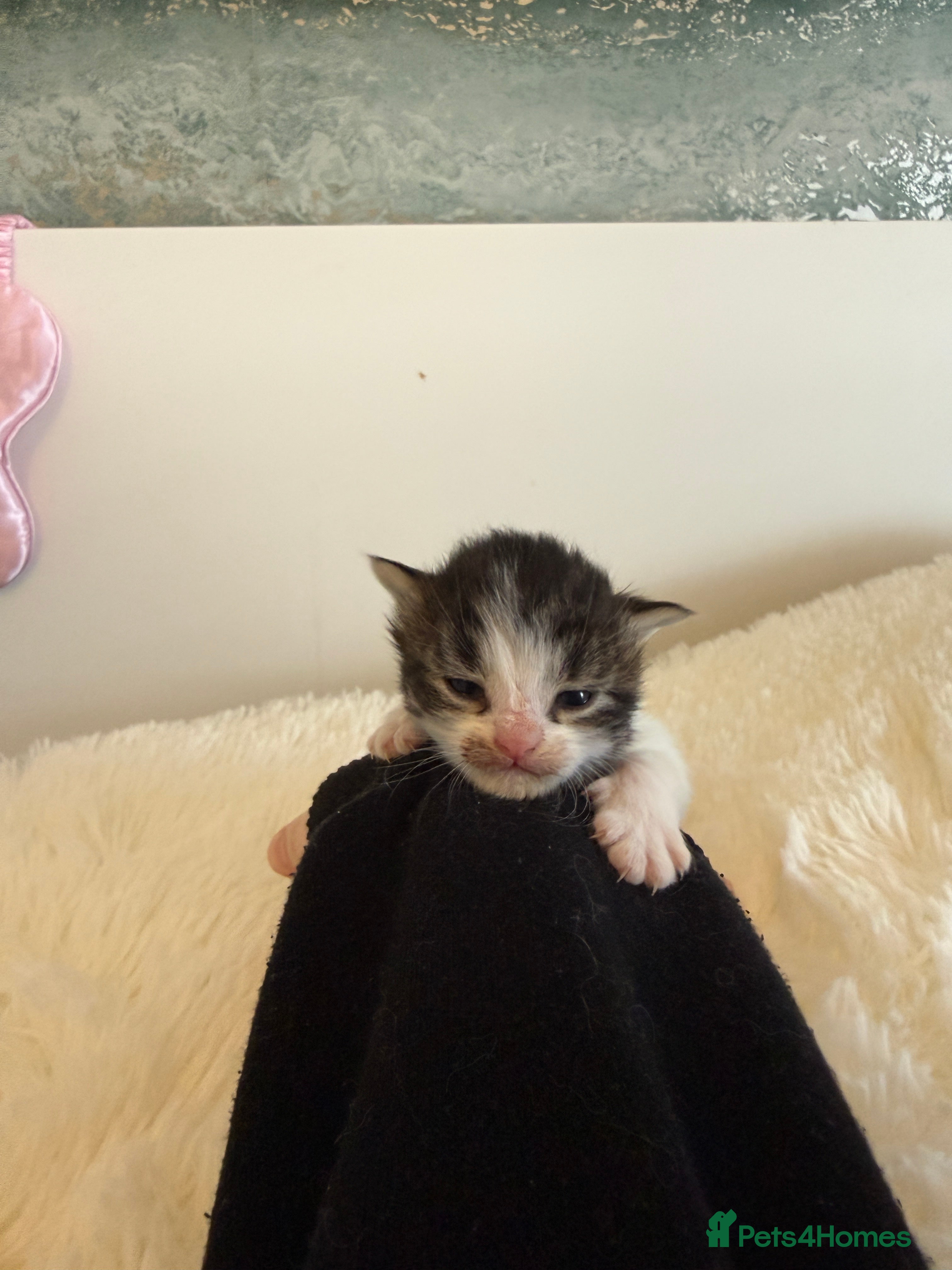 Mixed Breed cats Mixed fluffy maincoon kittens  - Advert 17