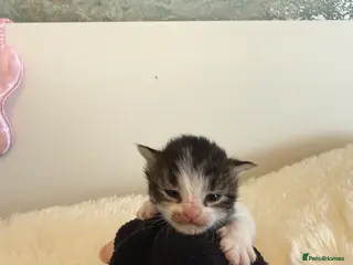 Mixed Breed cats Mixed fluffy maincoon kittens - Advert 7