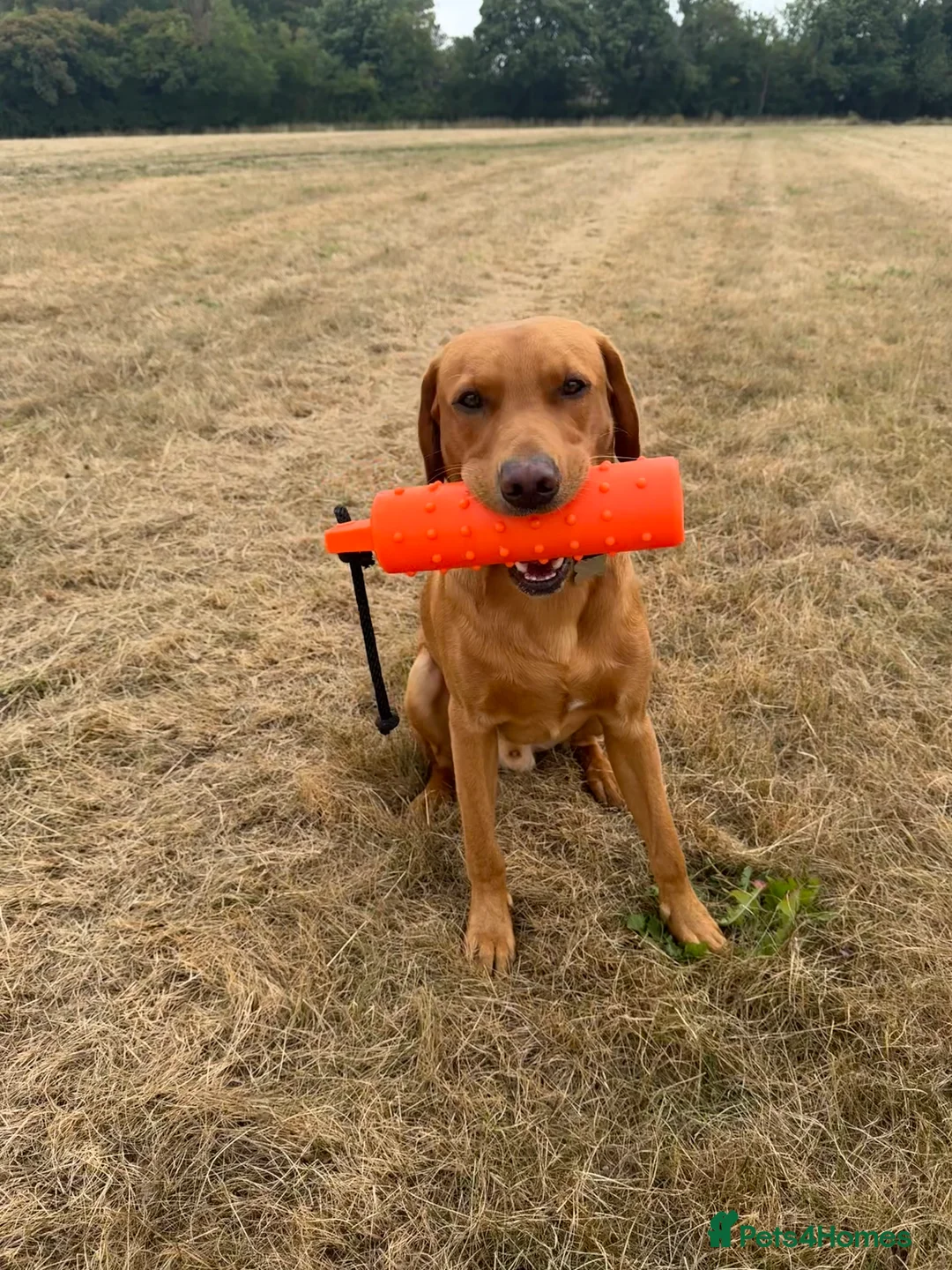 Labrador Retriever dogs for stud: Pedigree KC Working Labrador Stud - Advert 5