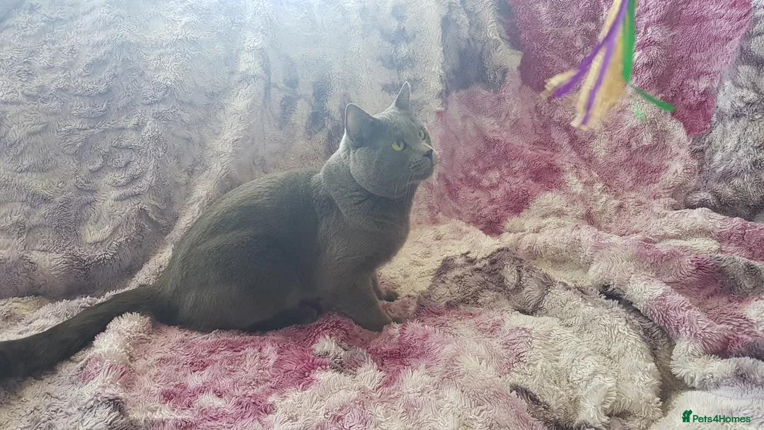 Russian Blue cats for sale: TICA reg full pedigree RUSSIAN BLUE kittens - Advert 9