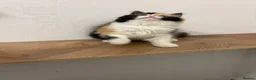 British Longhair cats for sale: Black tortie and white cinnamon carrier  - Advert 3