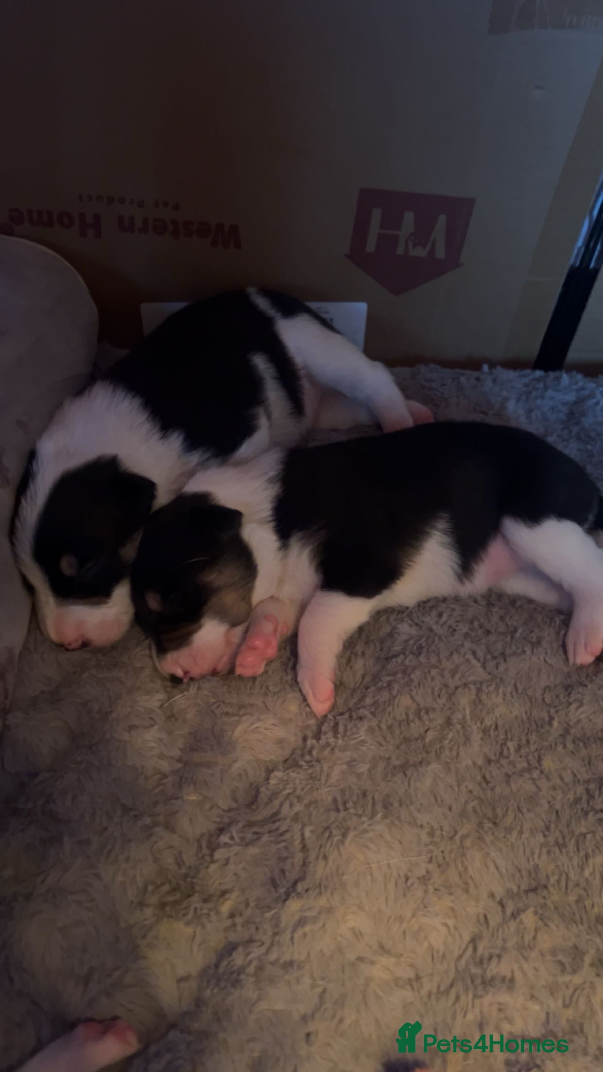 Border Collie dogs Beautiful border collies for sale  - Advert 17