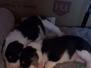 Border Collie dogs Beautiful border collies for sale - Advert 3