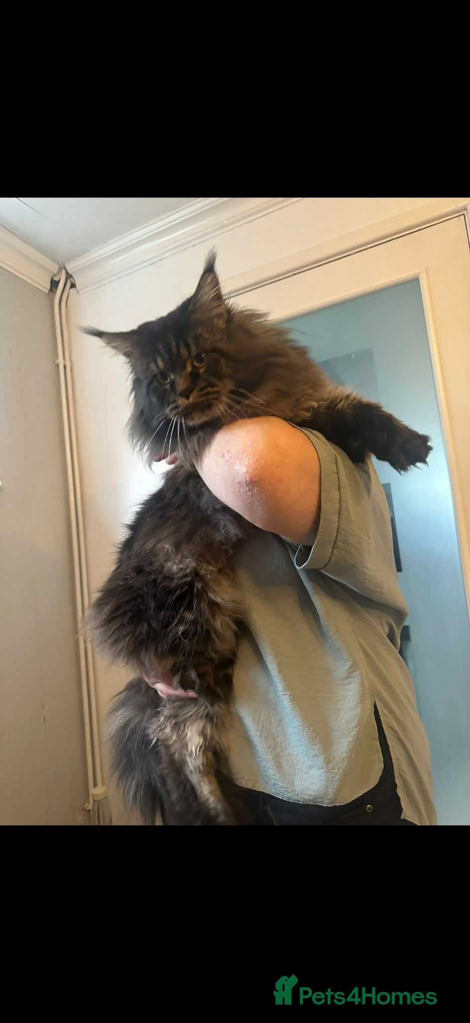 Maine Coon cats Full Maine coon born 14th feb kittens  - Advert 2