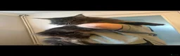 Maine Coon cats for sale: Full Maine coon born 14th feb kittens  - Advert 6