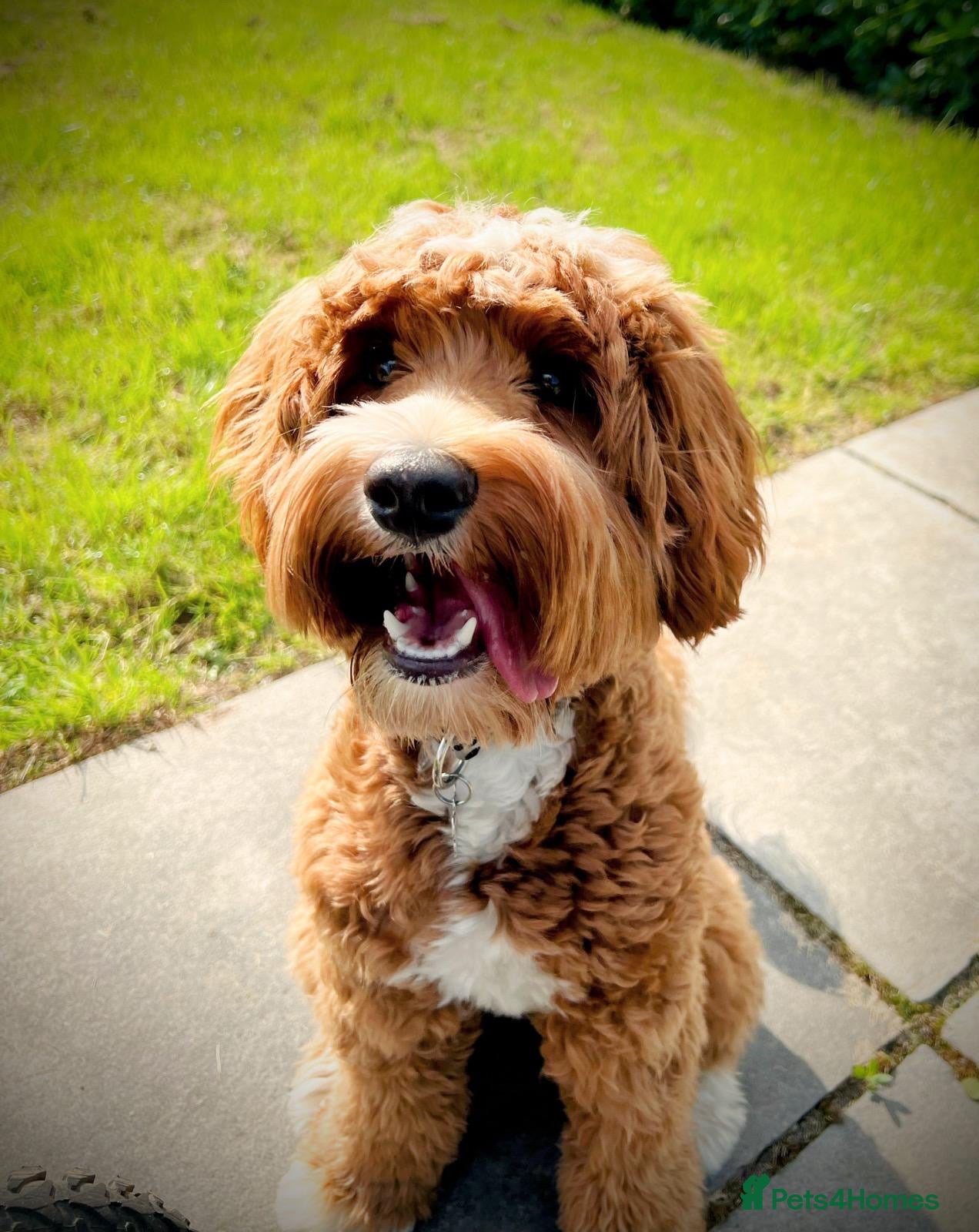 Goldendoodle dogs Stunning Multigenerational Goldendoodle Girls  - Advert 1