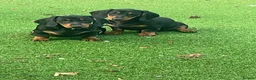 Dachshund dogs for sale: 1 BOY LEFT !!! Dachshund Puppies  - Advert 8