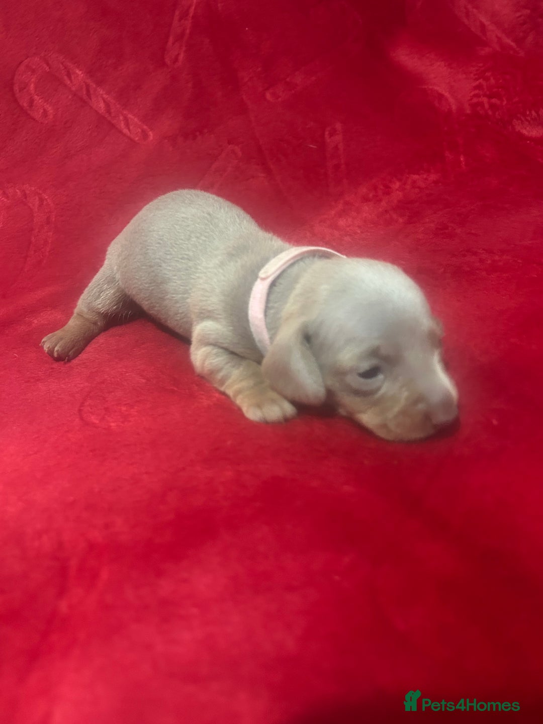 Miniature Dachshund dogs for sale: Isabella dapple Miniature dachshund  - Advert 8