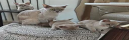 Burmese cats for sale: Reservations for a lilac burmese kittens - Advert 5