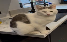 Domestic Shorthair cats for sale: Male 2 year old cat free to good home - Image 1