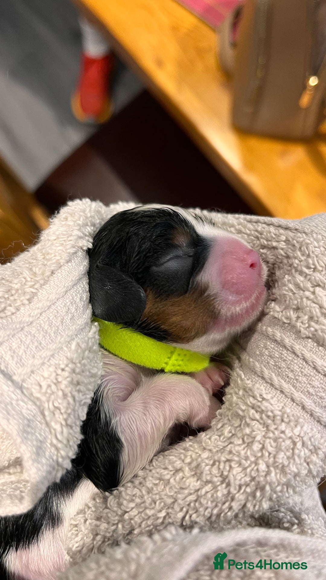Cavalier King Charles Spaniel dogs for sale: Stunningly cute Cavalier King Charles Puppies  - Image 12