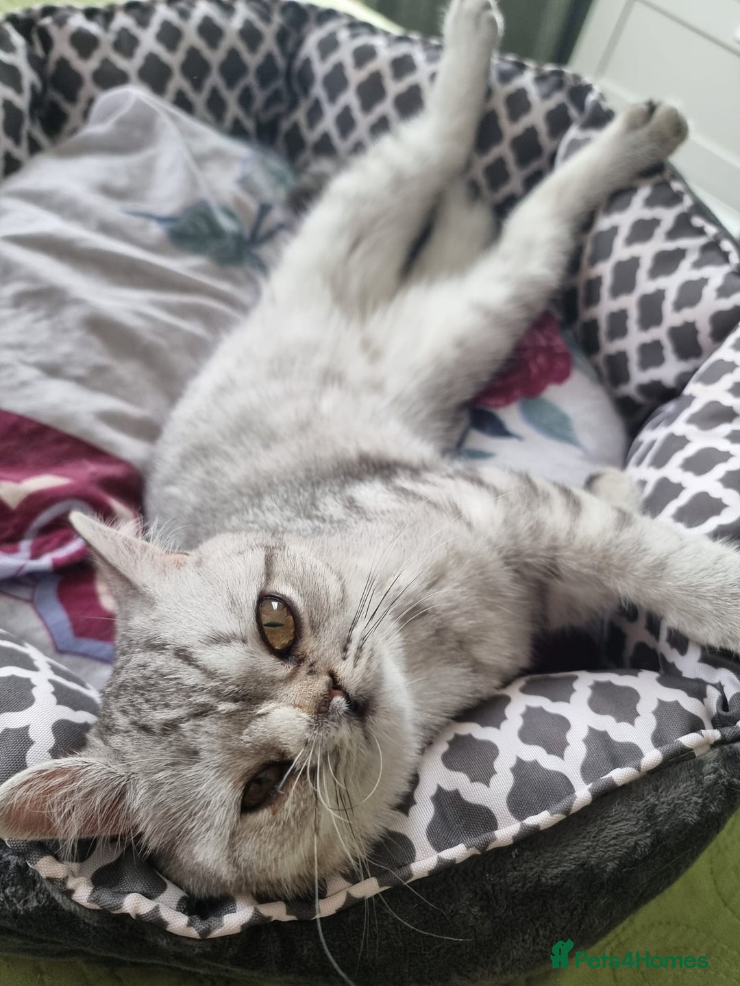 British Shorthair cats for sale: Silver Tabby Classic 5 Months Old GCCF Pedigree - Image 6