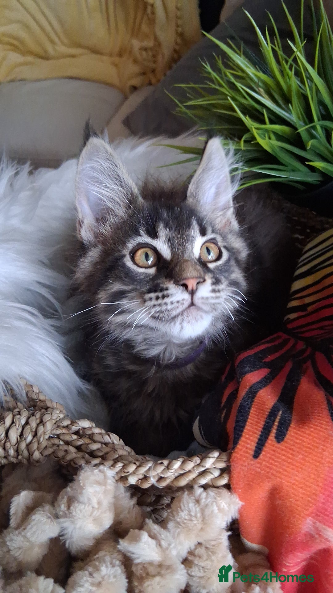 Maine Coon cats for sale: MAINE COON XL purebred registered active - Image 10