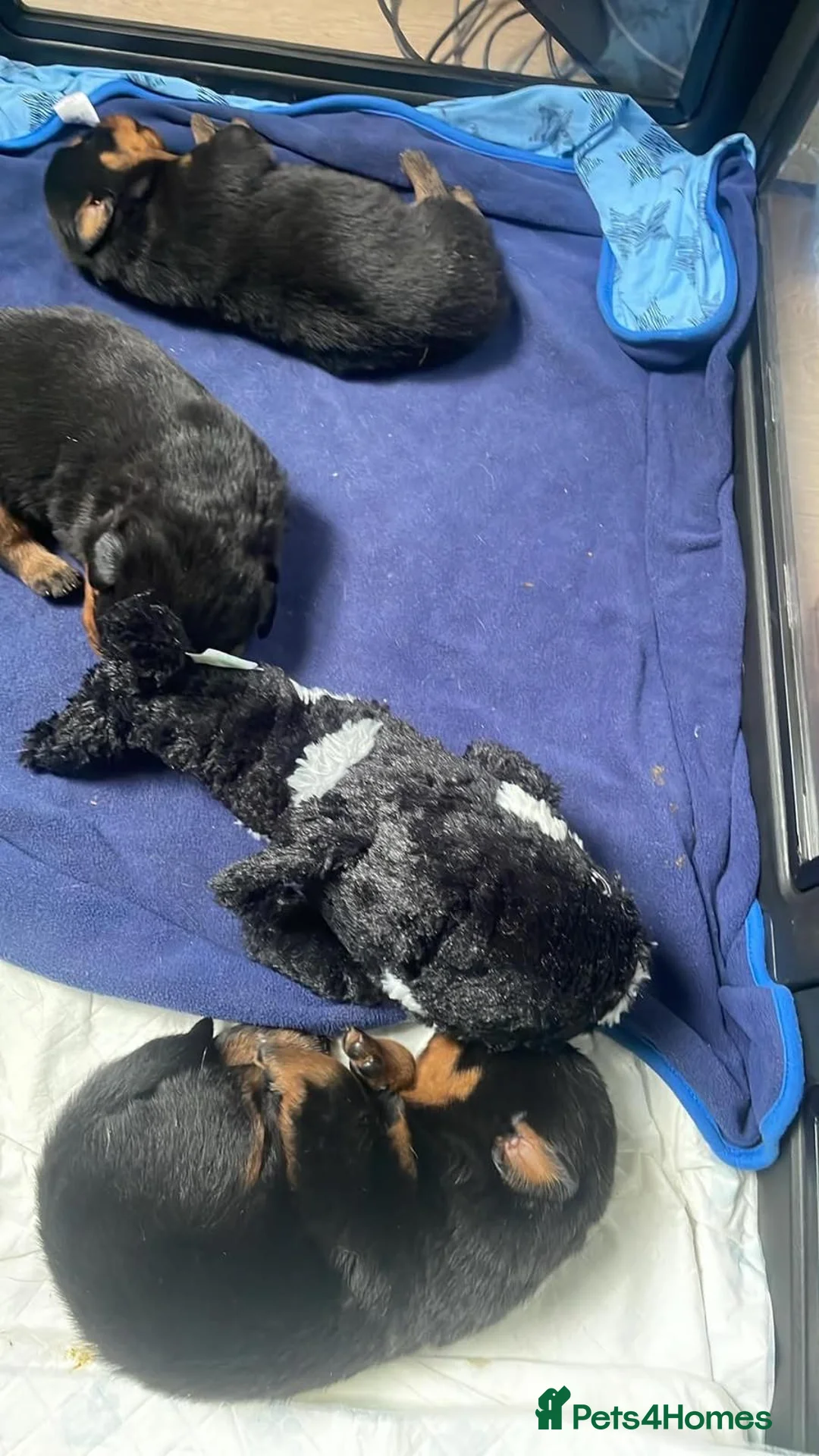 Rottweiler dogs for sale: Outstanding litter of True Type Rottweilers  - Advert 6