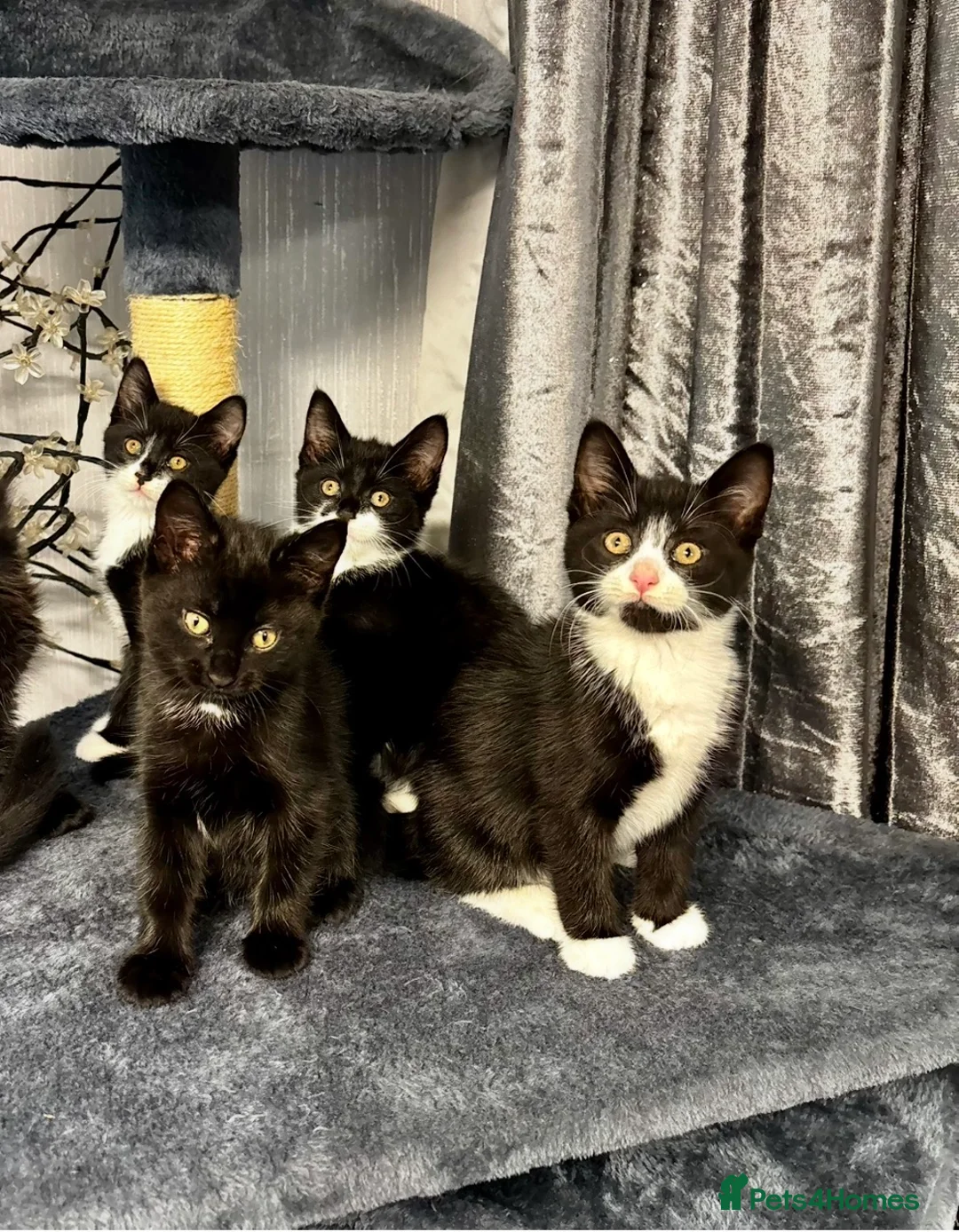 Mixed Breed cats for sale: Beautiful tuxedo kittens - Advert 2