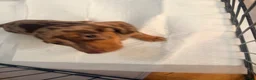 Miniature Dachshund dogs for sale: Smooth haired miniature Daschund babies in Liverpool - Advert 2
