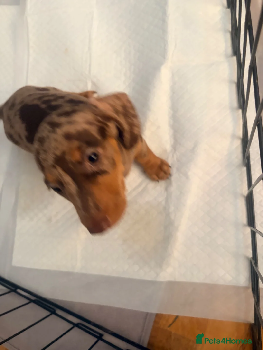 Miniature Dachshund dogs for sale: Smooth haired miniature Daschund babies in Liverpool - Advert 2