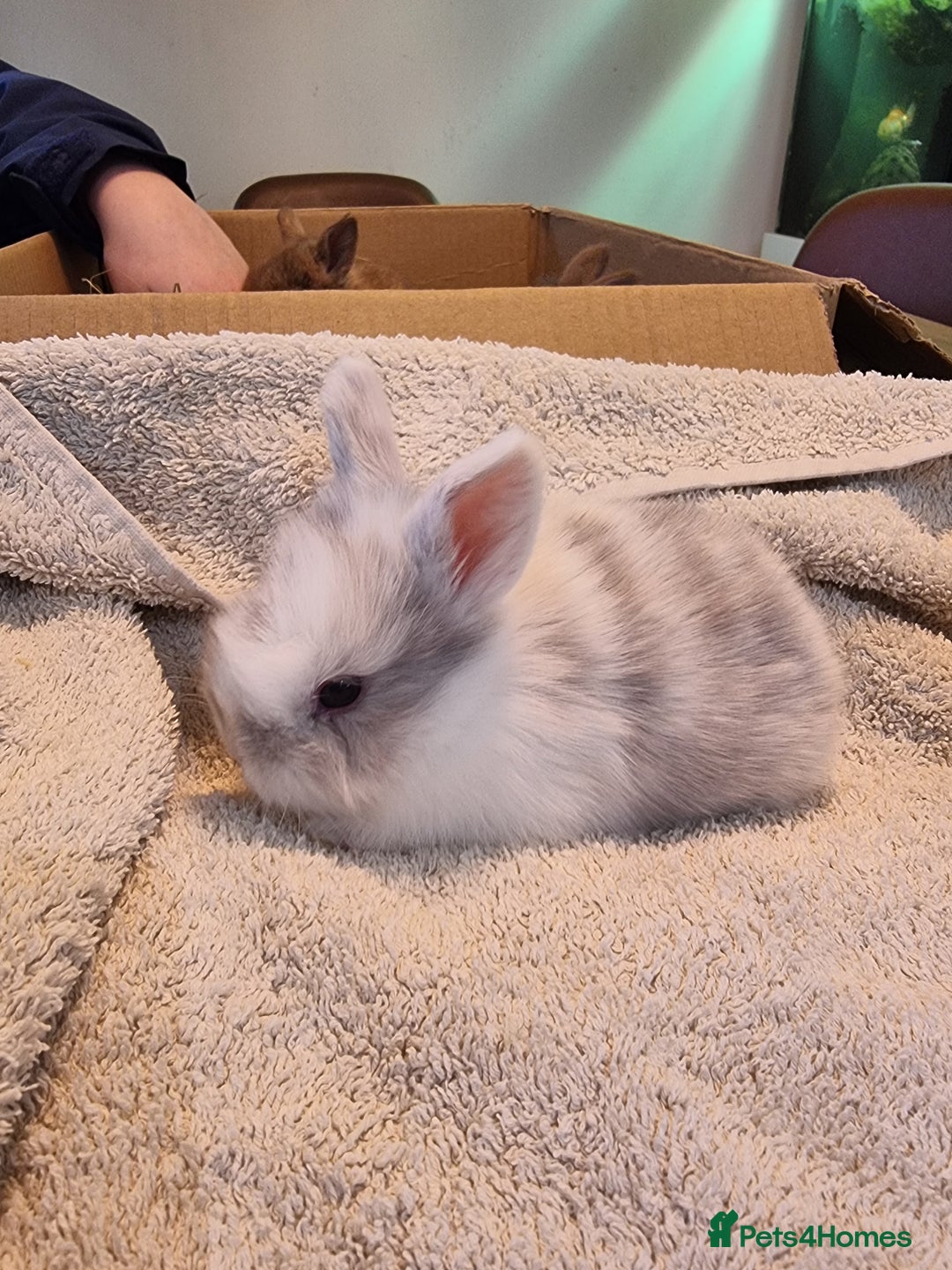 Mini Lion Lop rabbits for sale: Beautiful Mini lion lops ready for  **   - Advert 3