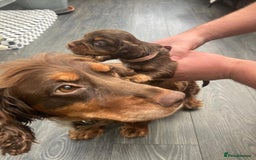 Cocker Spaniel dogs for sale: Working spaniels  - Image 4