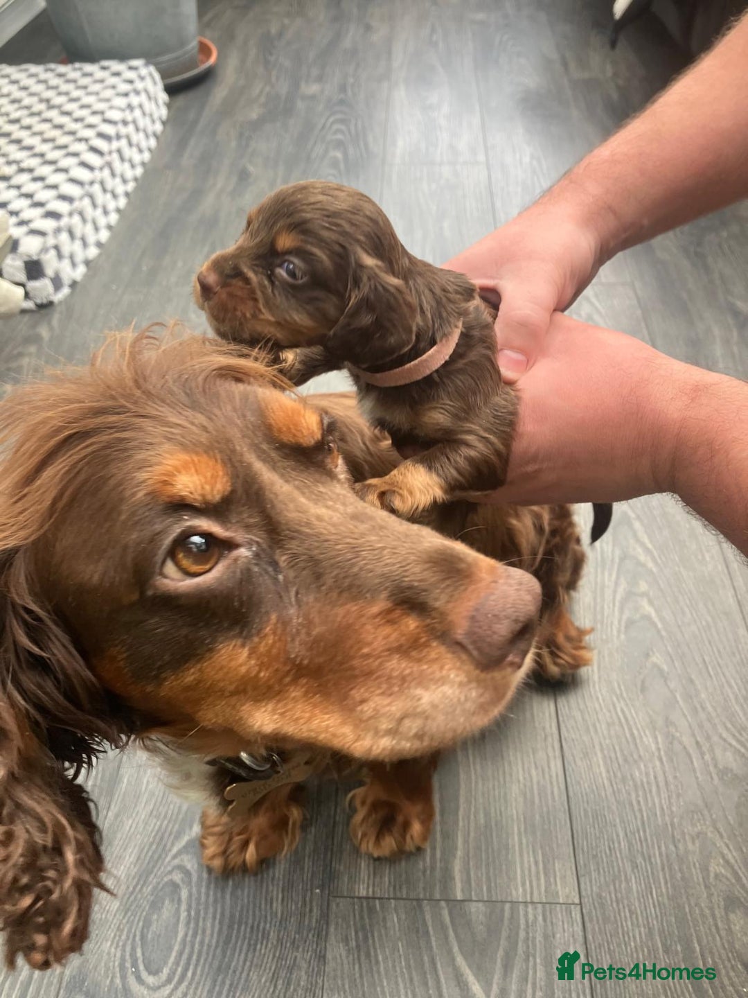Cocker Spaniel dogs for sale: Working spaniels  - Image 4