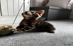 Mixed Breed cats for sale: Gorgeous mixed mainecoon kitten  - Image 9