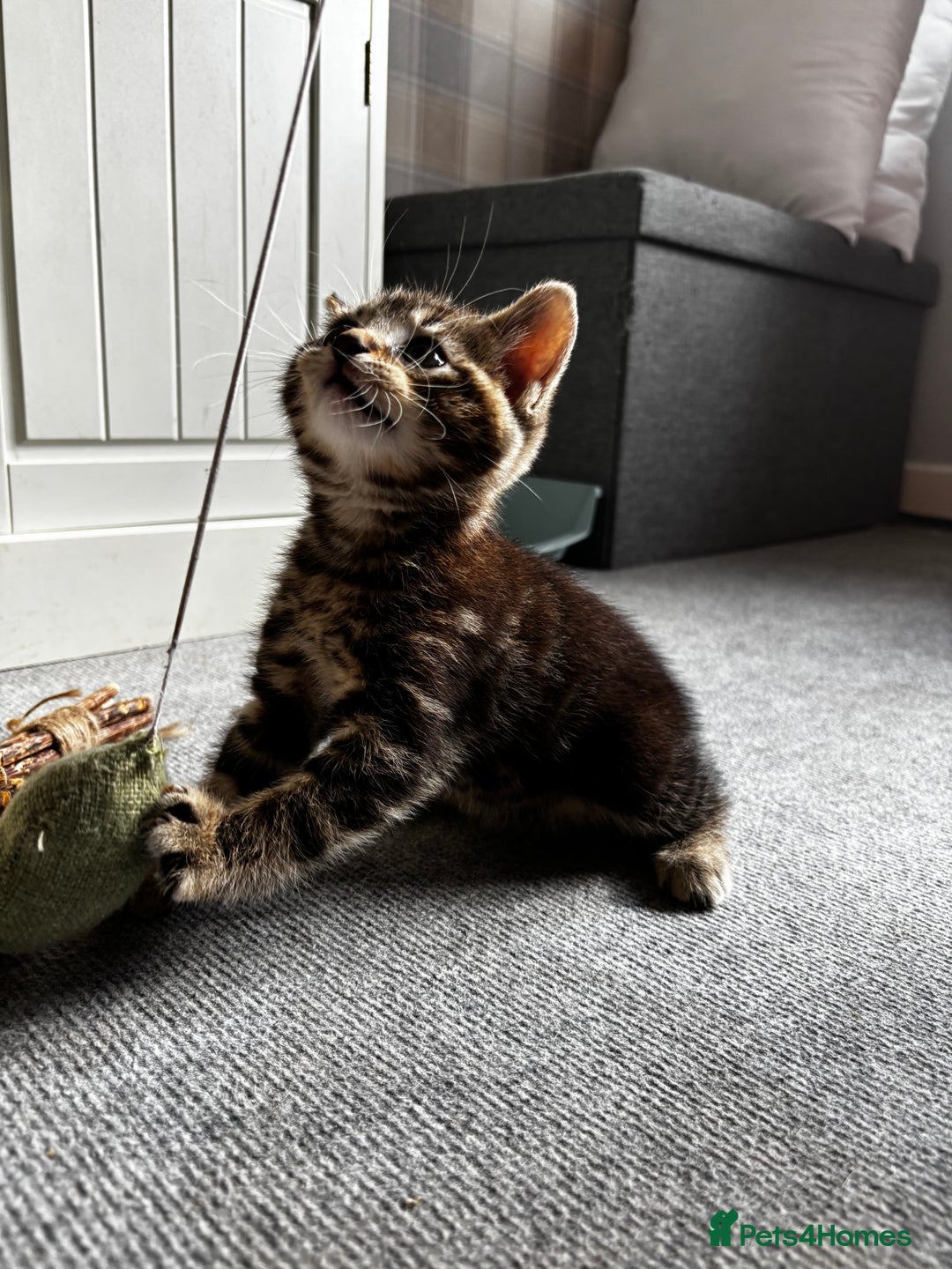 Mixed Breed cats for sale: Gorgeous mixed mainecoon kitten  - Image 9