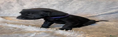 Patterdale Terrier 6
