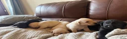 Labrador Retriever dogs for sale: Labrador puppies - Advert 8