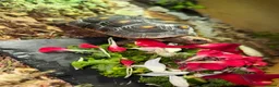 Tortoise reptiles for sale: Red foot tortoise  - Advert 5