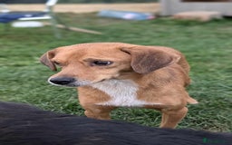 Mixed Breed dogs for adoption: Michael for adoption - Image 5