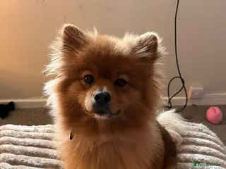 Pomeranian dogs 1 year old Pom Looking forever home - Advert 4