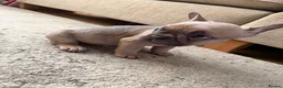 French Bulldog dogs for sale: 3 Gorgeous French Bulldog puppies  - Advert 18