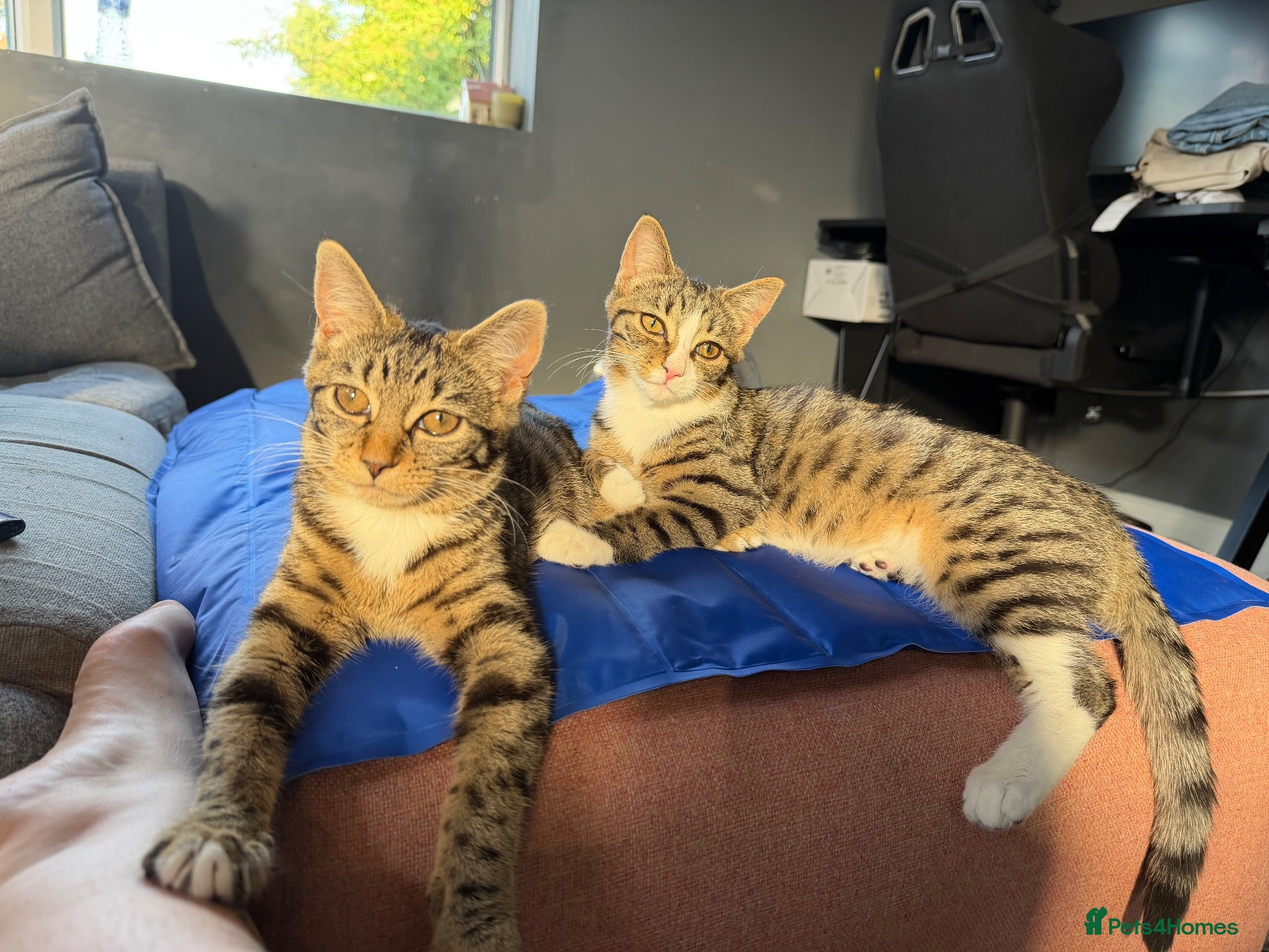 Domestic Shorthair cats beautiful twin kittens  - Advert 4
