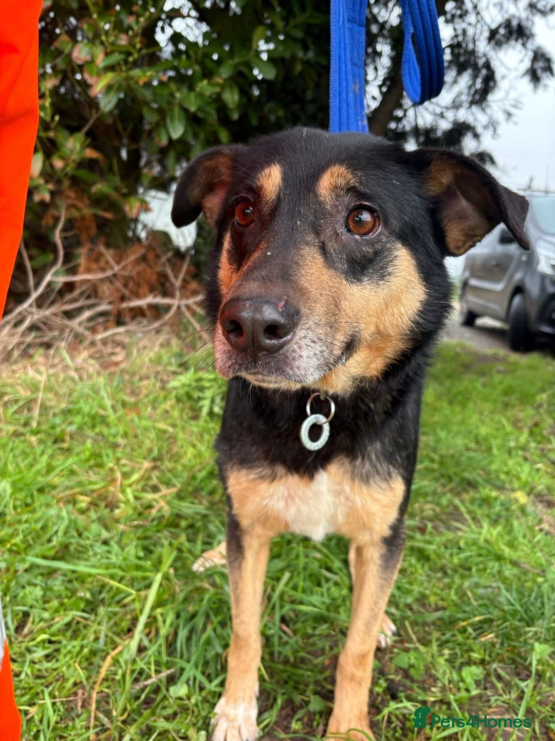 Mixed Breed dogs for adoption: Batman - Norwich Norfolk  - Advert 16