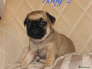 Pug dogs Pedigree pugs carrying fluffy leeds alwoodley - Advert 11