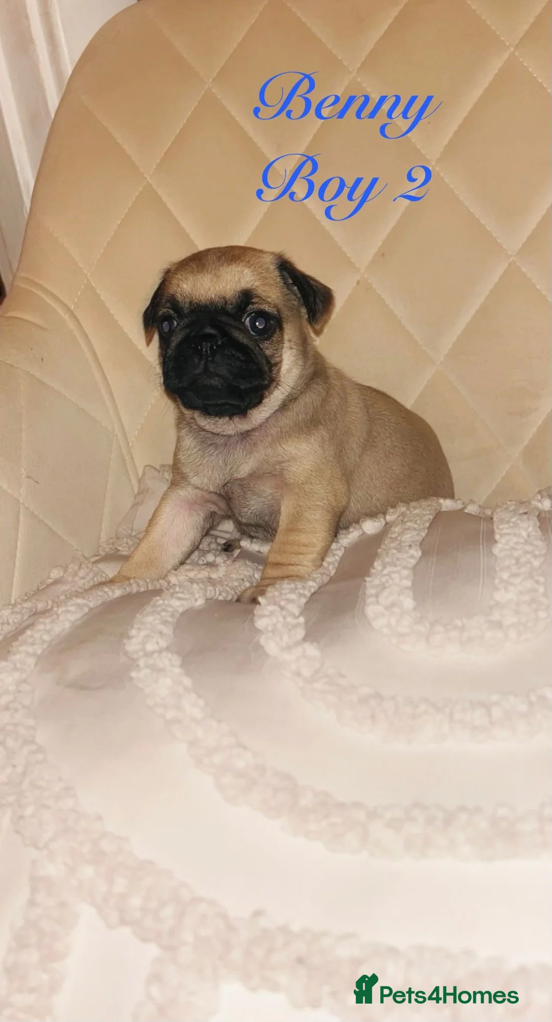 Pug dogs for sale: Top quality Pedigree pugs kc registered leeds - Advert 3