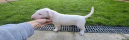 English Bull Terrier dogs for sale: KCRegi EBT English Bull Terrier Puppies–Top Line - Advert 3