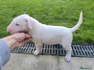 English Bull Terrier dogs - Advert 1