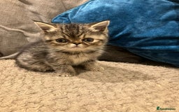 Exotic cats for sale: Pure bred exotic kittens for sale - Image 8