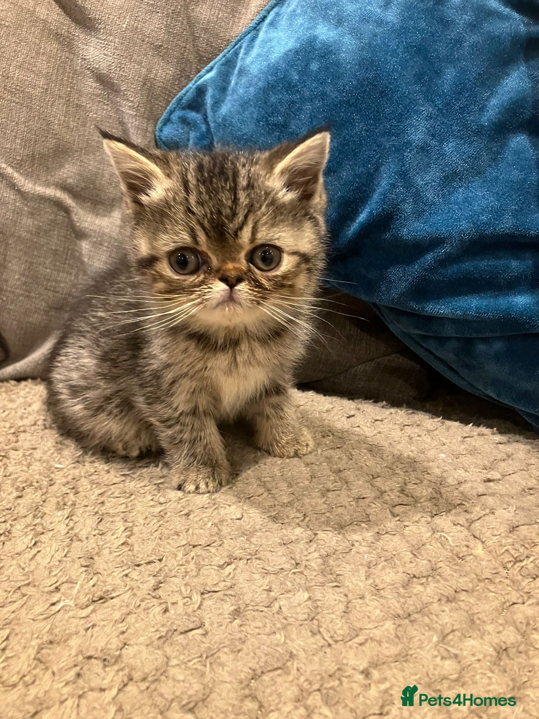 Exotic cats for sale: Pure bred exotic kittens for sale - Image 8